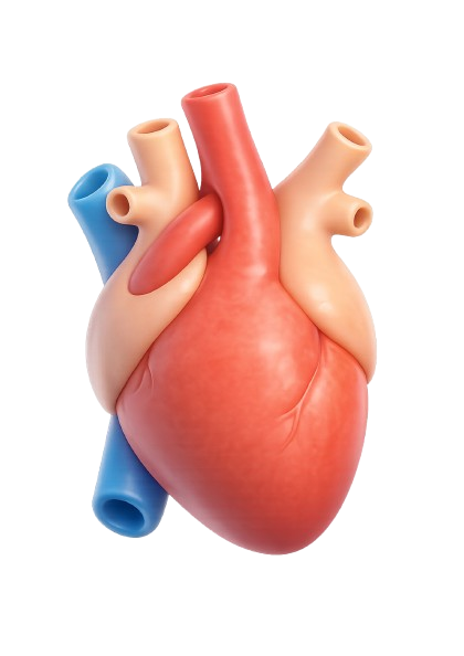 Heart